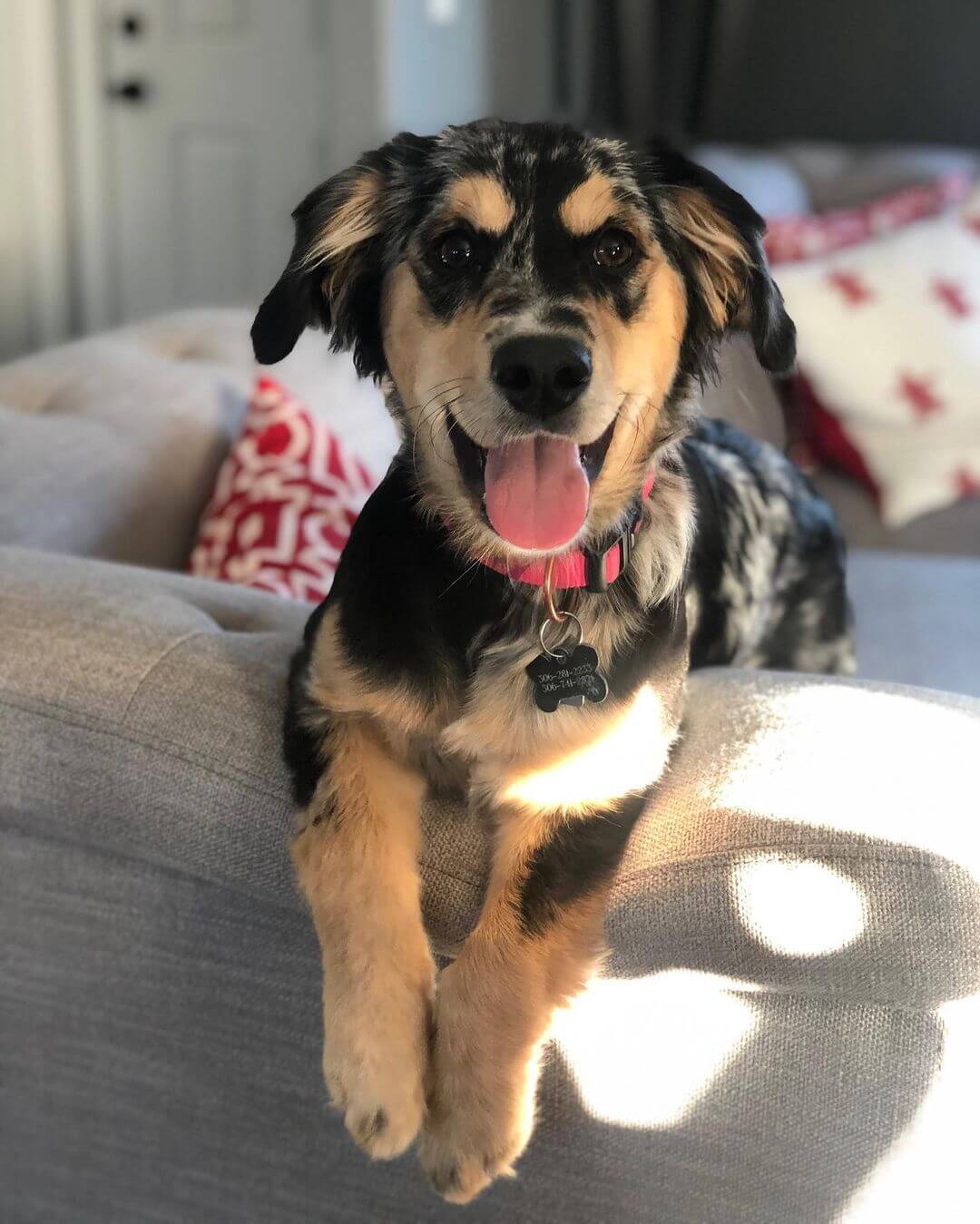 Golden Aussie Golden Retriever & Australian Shepherd The Dogman