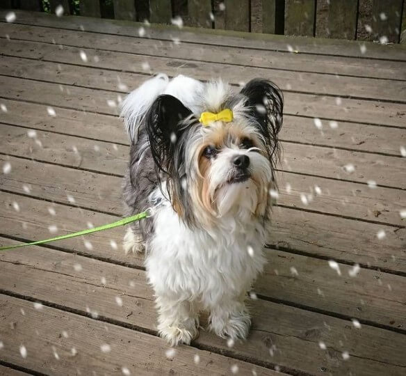 Yorkillon Yorkie & Papillon The Dogman