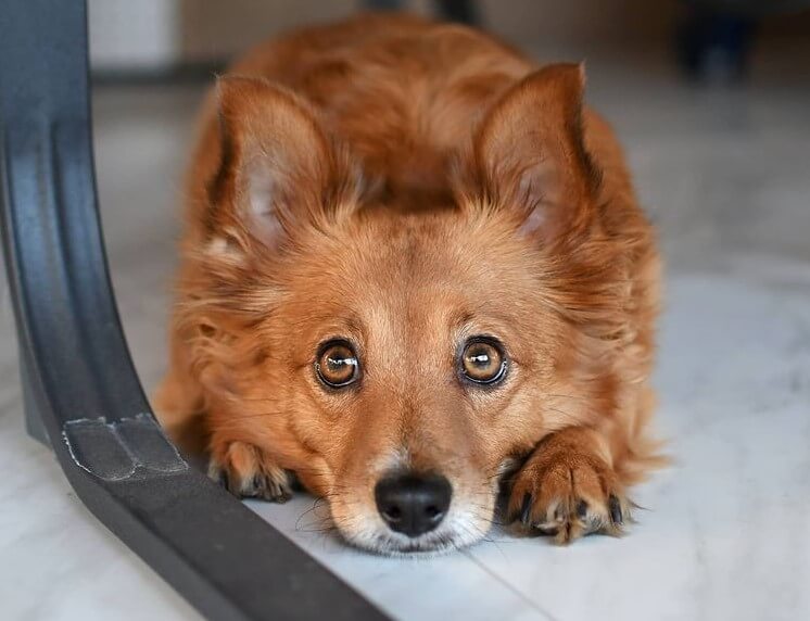 Dachshund & The Dogman