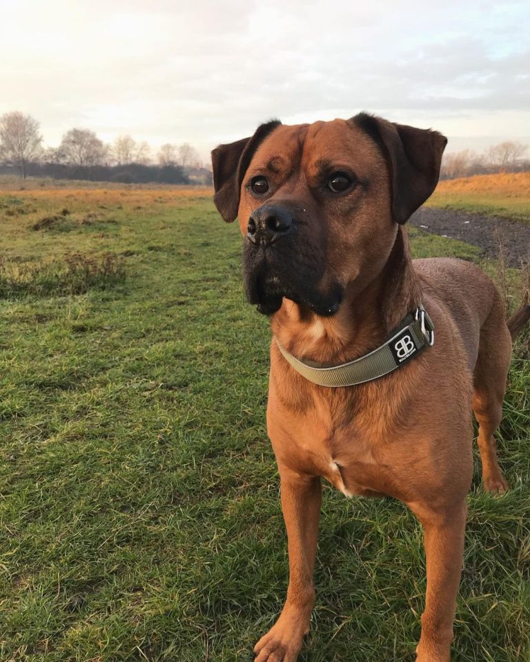 Boxweiler Boxer & Rottweiler The Dogman