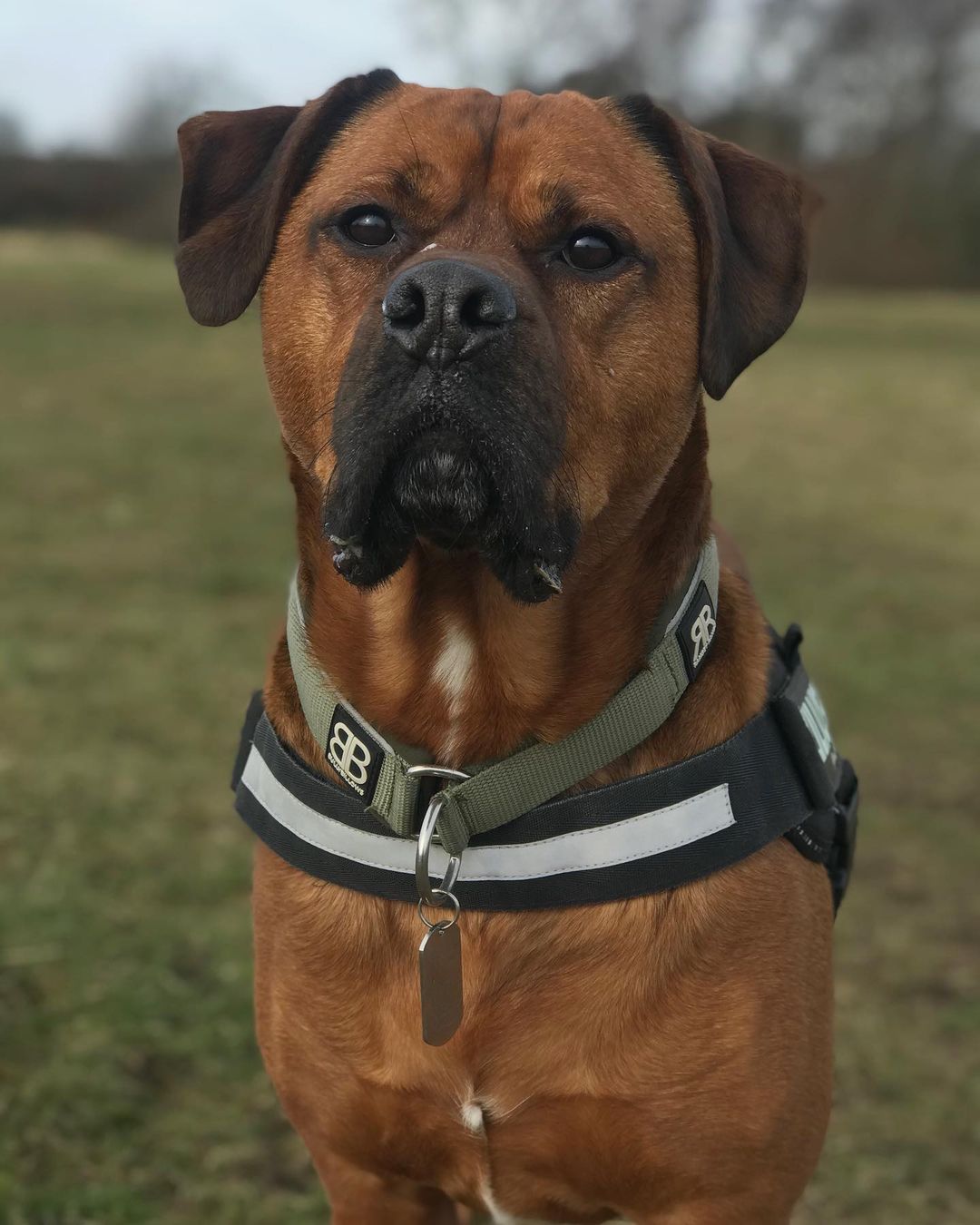 Boxweiler Boxer & Rottweiler The Dogman