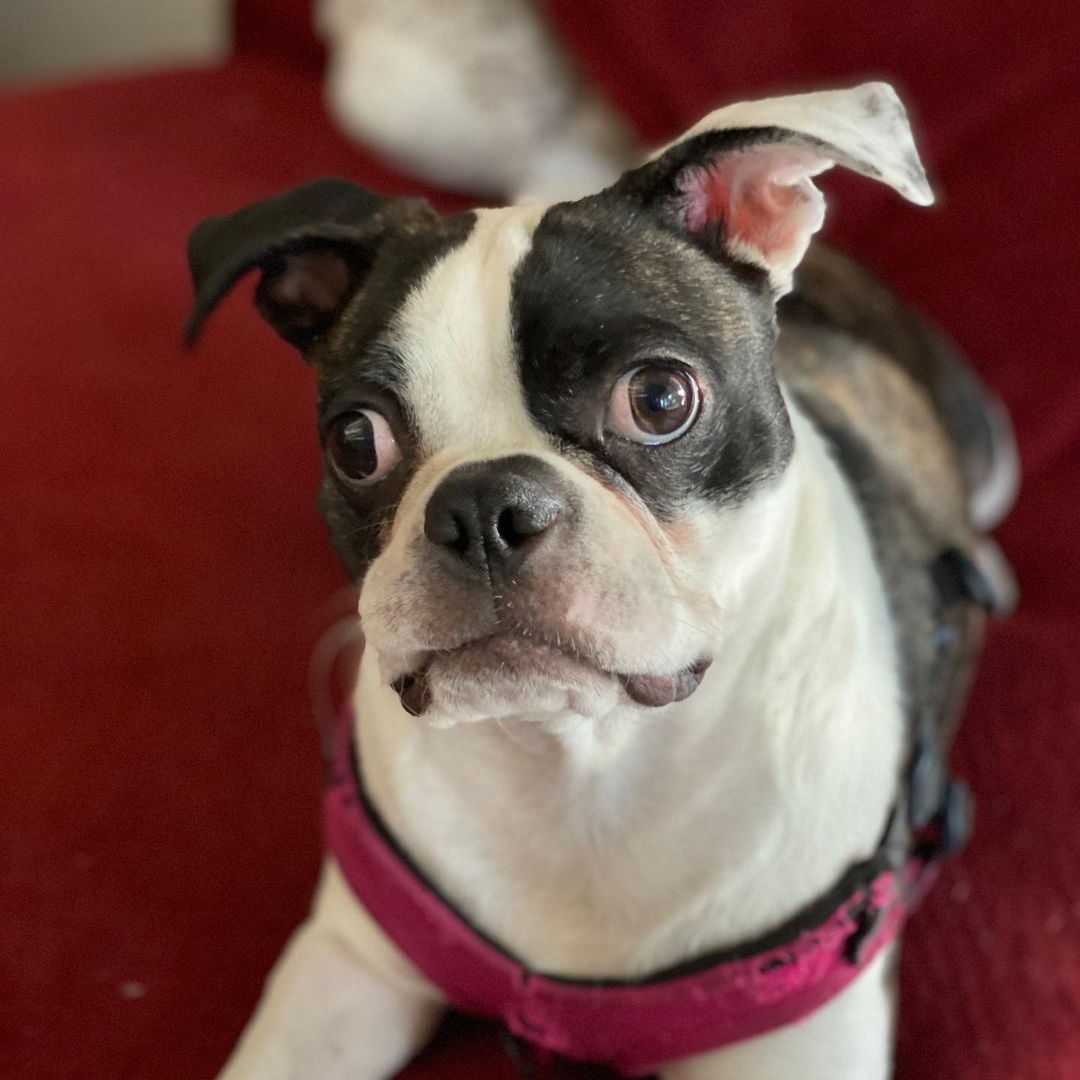 35+ Life Expectancy Of Pug Boston Terrier Photo Bleumoonproductions