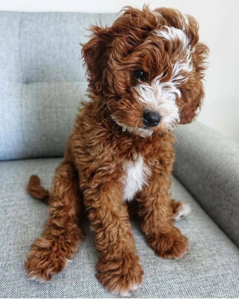 Cavapoo Cavalier King Charles Spaniel & Poodle The Dogman