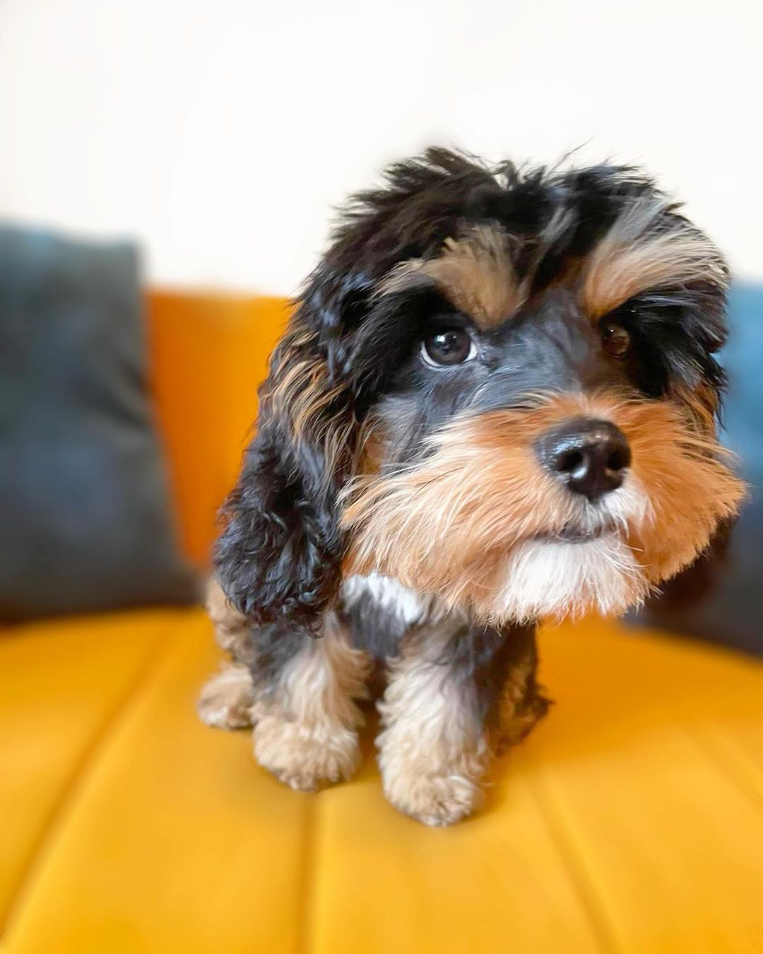 Cavapoo Cavalier King Charles Spaniel & Poodle The Dogman