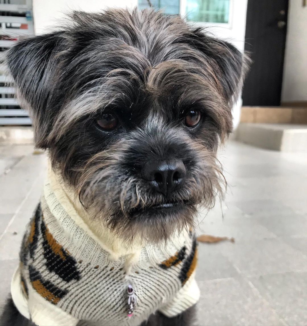 Pugapoo Poodle & Pug The Dogman