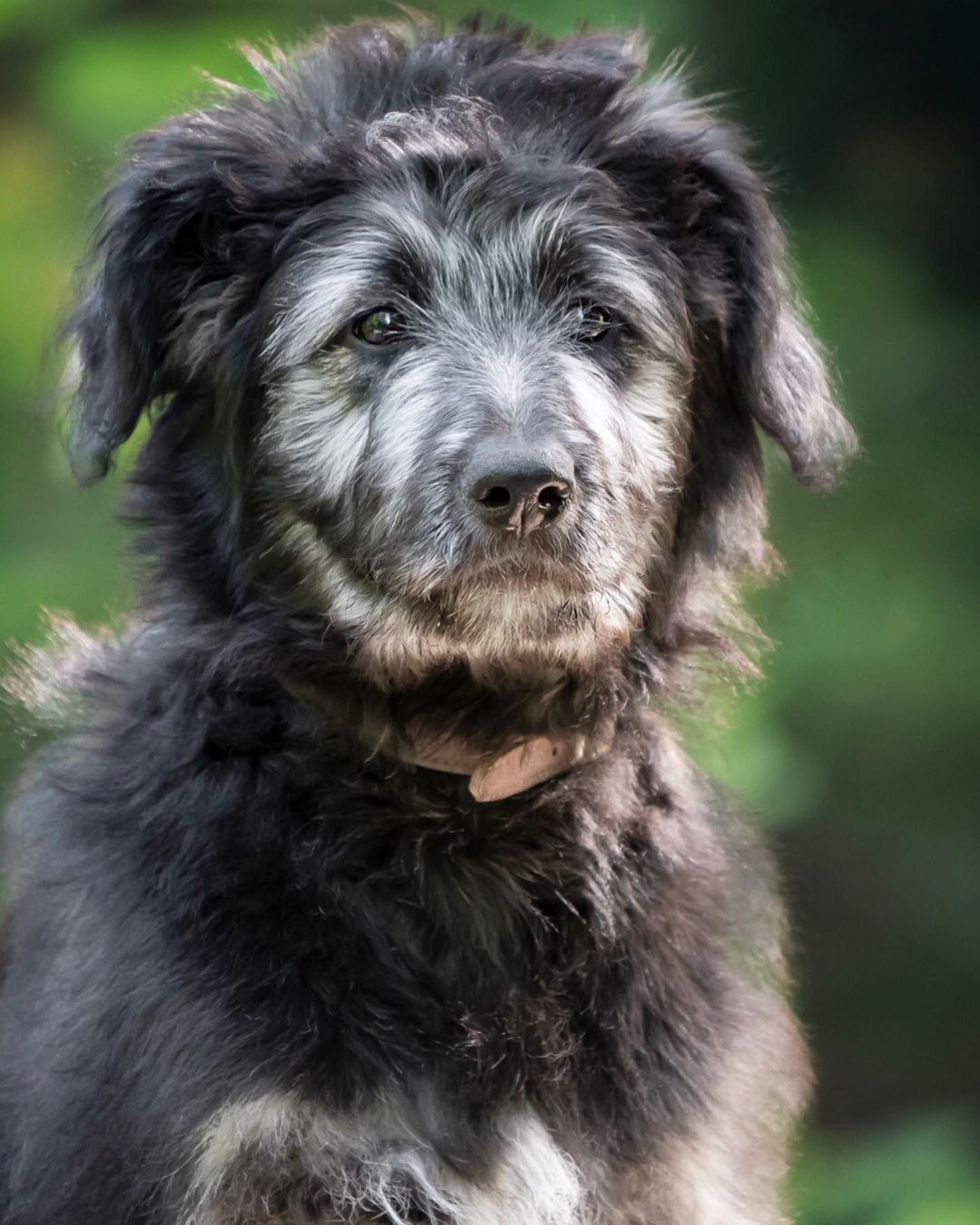 Shepadoodle German Shepherd & Standard Poodle The Dogman