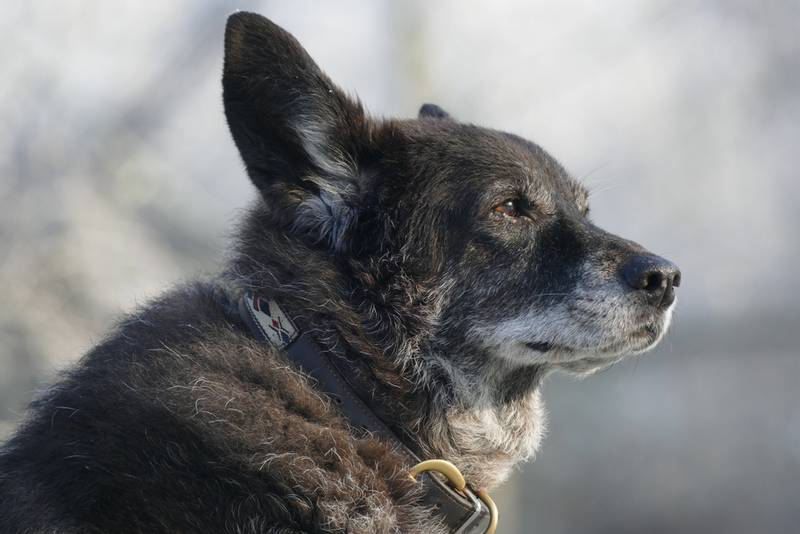 When Do Dogs Get Gray Hair? The Dogman