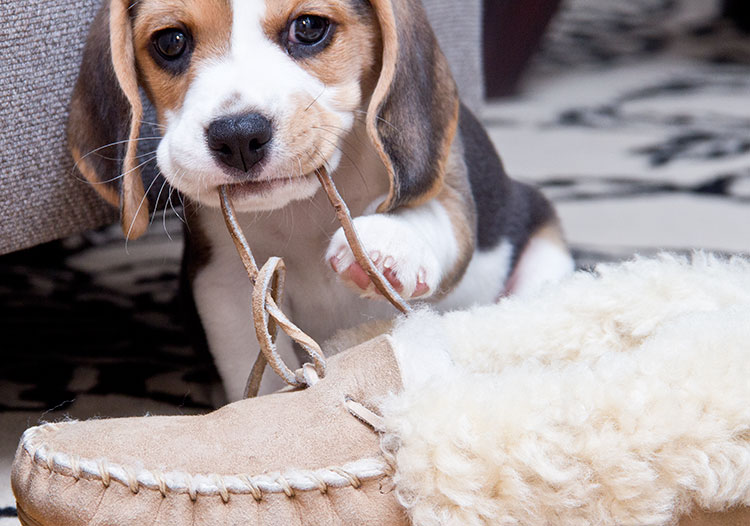 The Dog Chews on Shoes What to Do? The Dogman