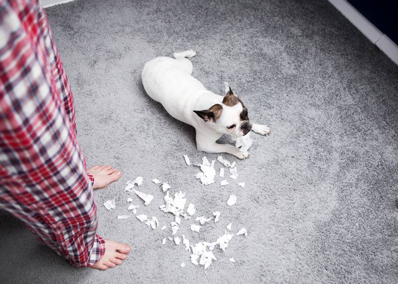 The Dog Tears Up the Wallpaper What to Do? The Dogman