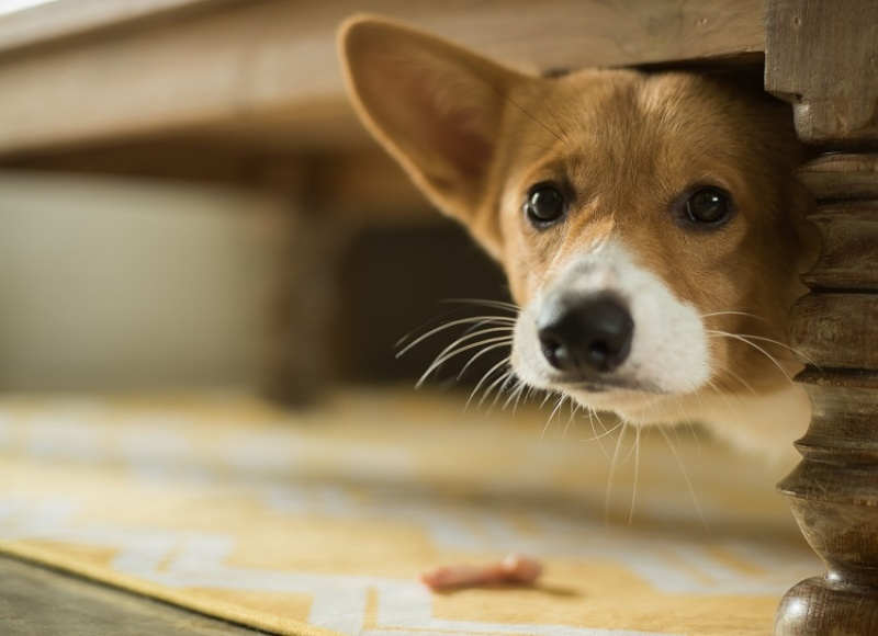 10 Reasons Why Dogs Tremble The Dogman