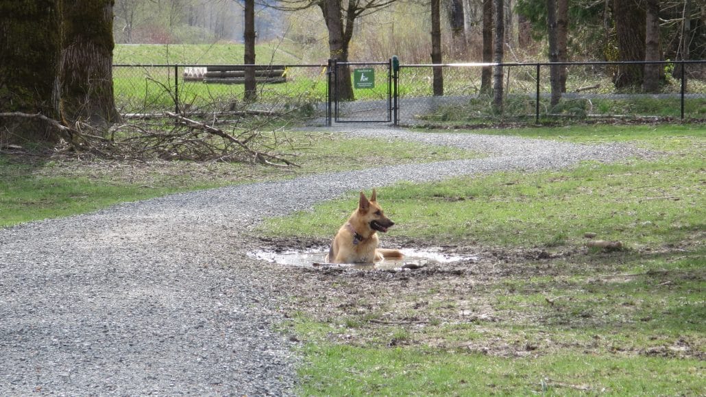 Island 22 Regional OffLeash Dog Park Chilliwack BC (146) The Dog Network