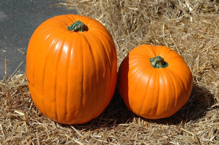Southlands Heritage Farm Dog Friendly Pumpkin Patch, Vancouver, BC