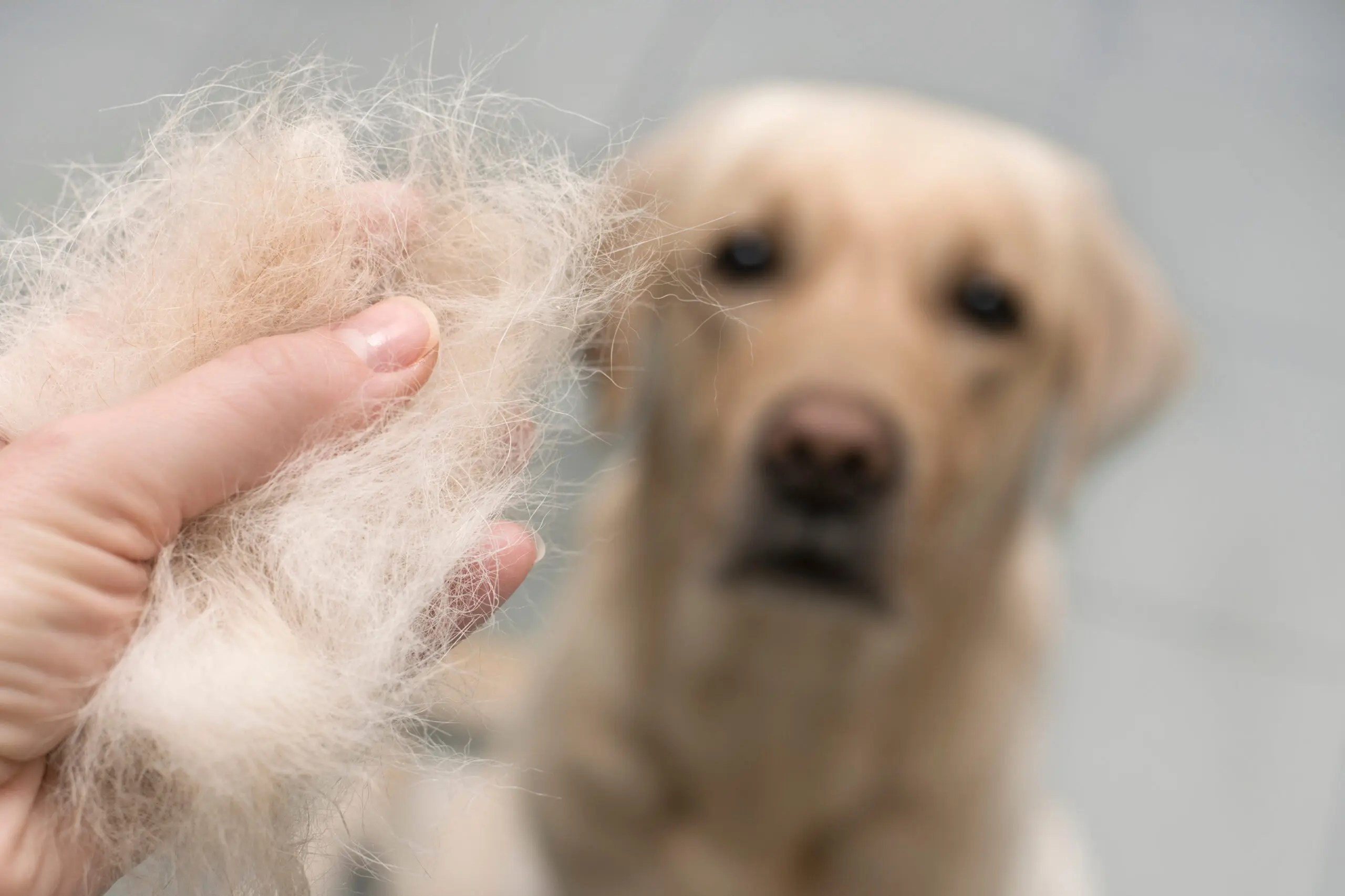Why Do Dogs Shed More in the Summer and How to Deal With it The Dog