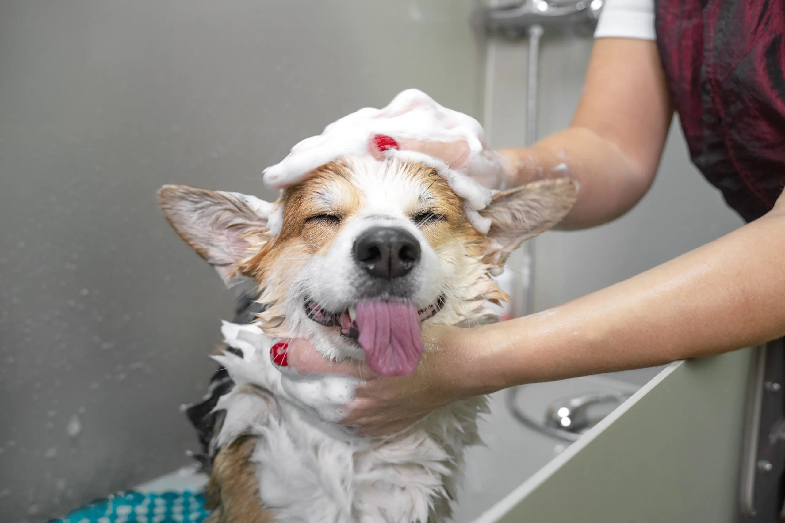 Benefits of Dog Baths Waltham, MA The Dog Retreat & SPA