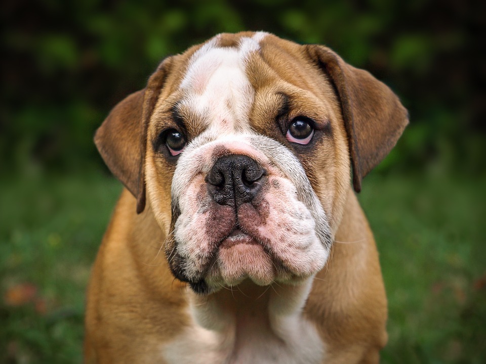 How to Clean English Bulldog Tear Stains The Dogs Breeds