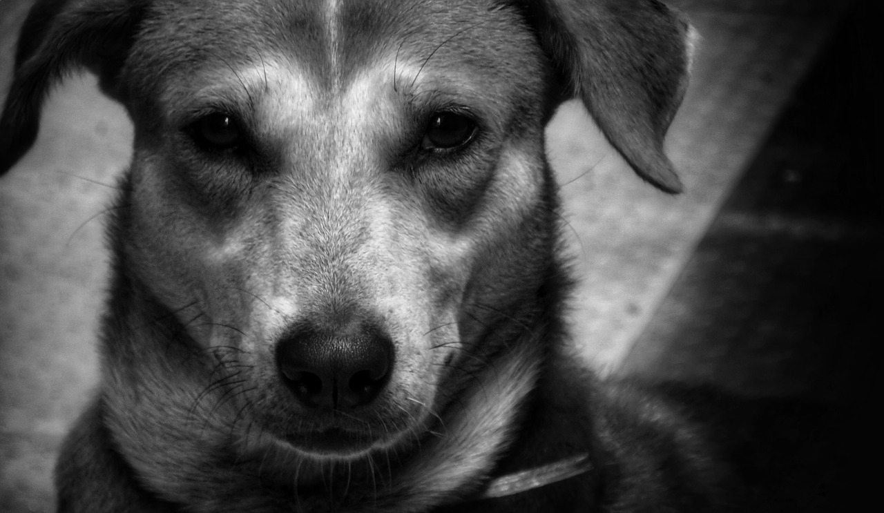 14 Indian Dog Breeds You Must Know About The Dogs Journal