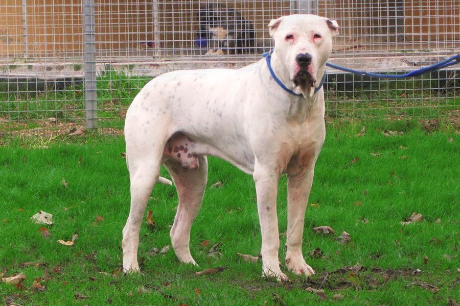 14 Indian Dog Breeds You Must Know About The Dogs Journal