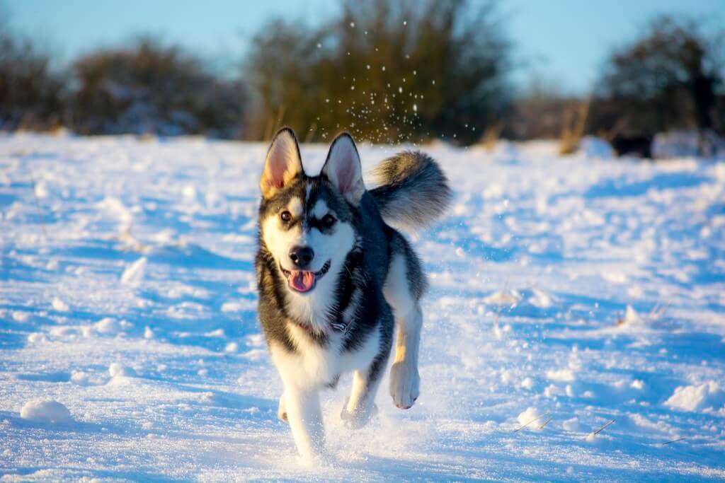 Utonagan Dog Breed Info The Wonderful Mixture The Dogs Journal