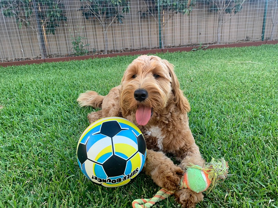 Top 15 Groodle Breeders in Australia [2024] The Dogs Journal