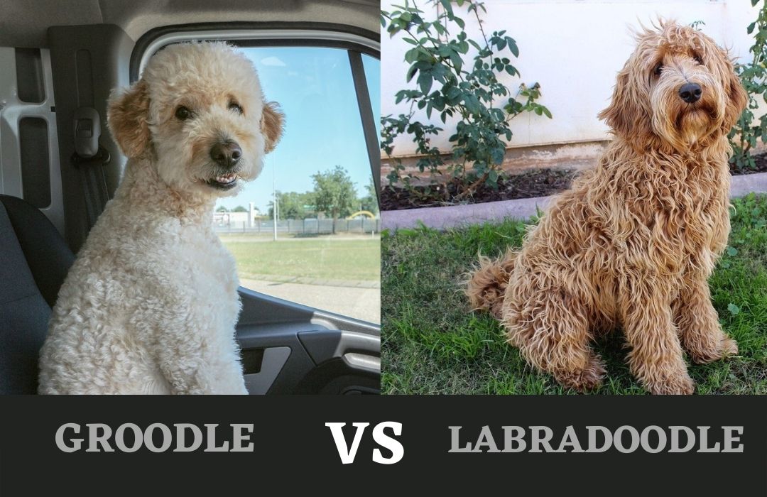 Groodle vs Labradoodle A Quick Comparison The Dogs Journal