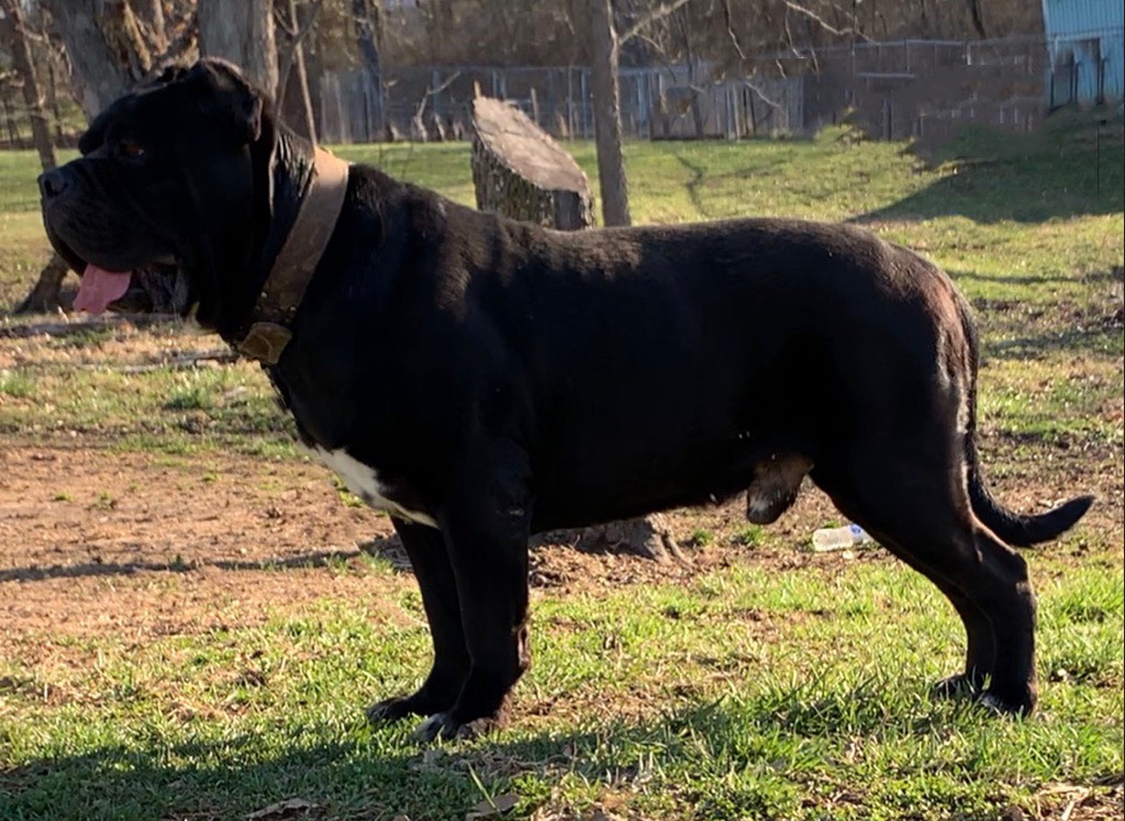 North American Mastiff Complete Breed Guide for 2024