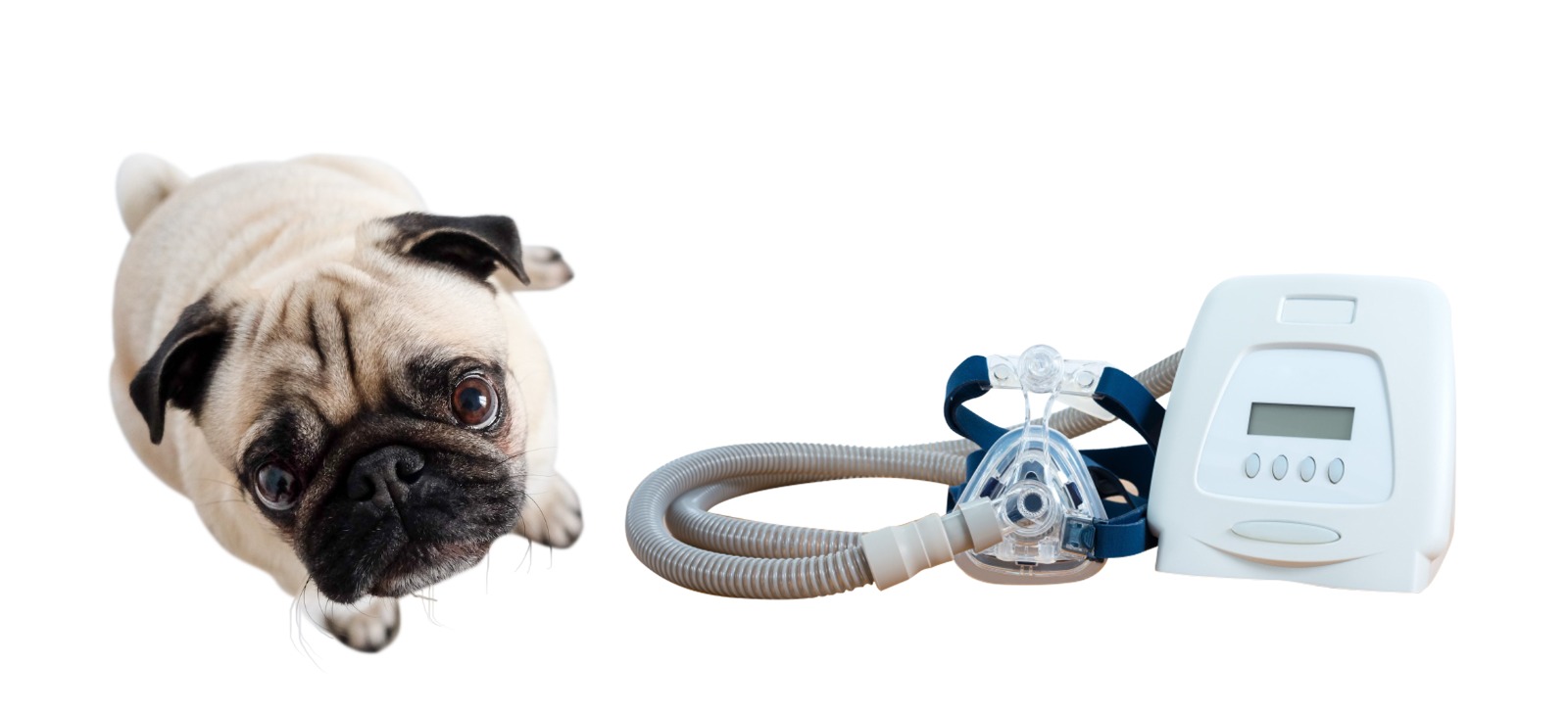 Are There Any CPAP Machines For Dogs or Not? The Dogs Journal