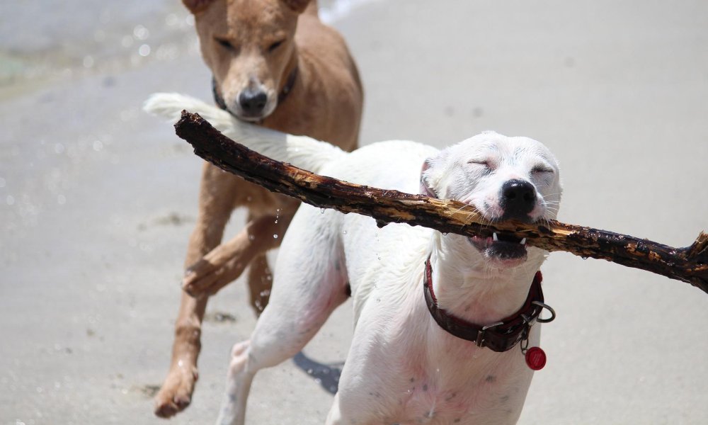 Why Do Dogs Like Sticks? 11 Reasons for this Odd Love Story