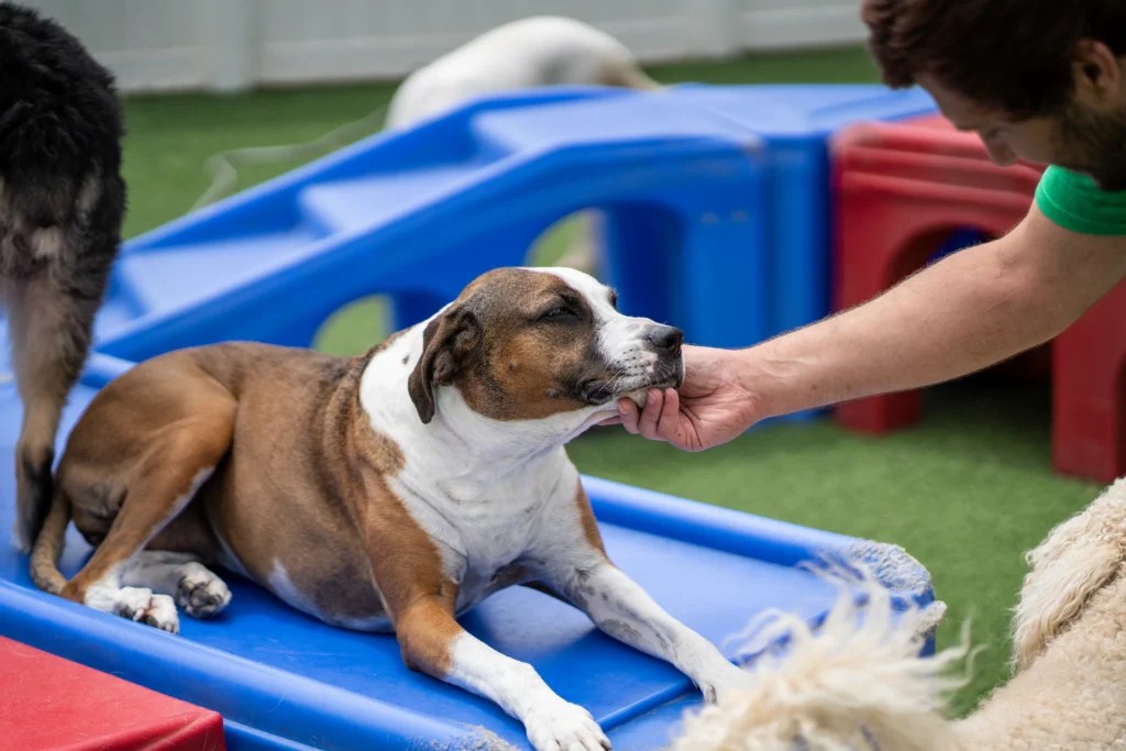 Greeting Unfamiliar Dogs The Dog Stop