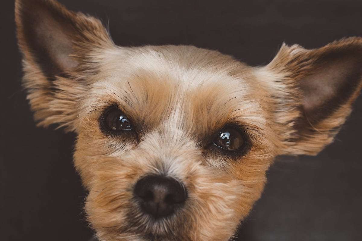 Will My Yorkies Ears Stand Up