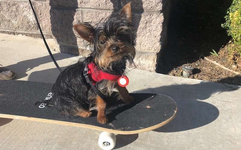 Training a Yorkie Puppy Tricks & Secrets The Dog Tale