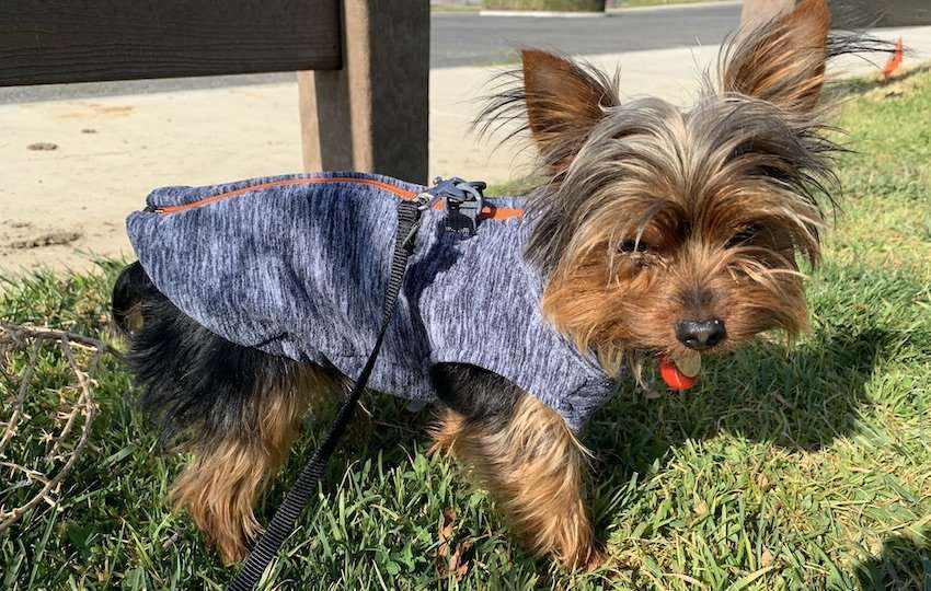 6 Best Yorkie Harnesses For Summer, Winter & Teacup Puppies