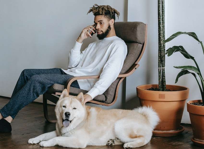 Pawp Pet Insurance Reviews Is It Legit? The Dog Tale