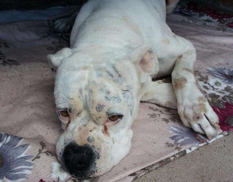 Why Is My Female Dog’s Private Area Swollen? The Dog Tale