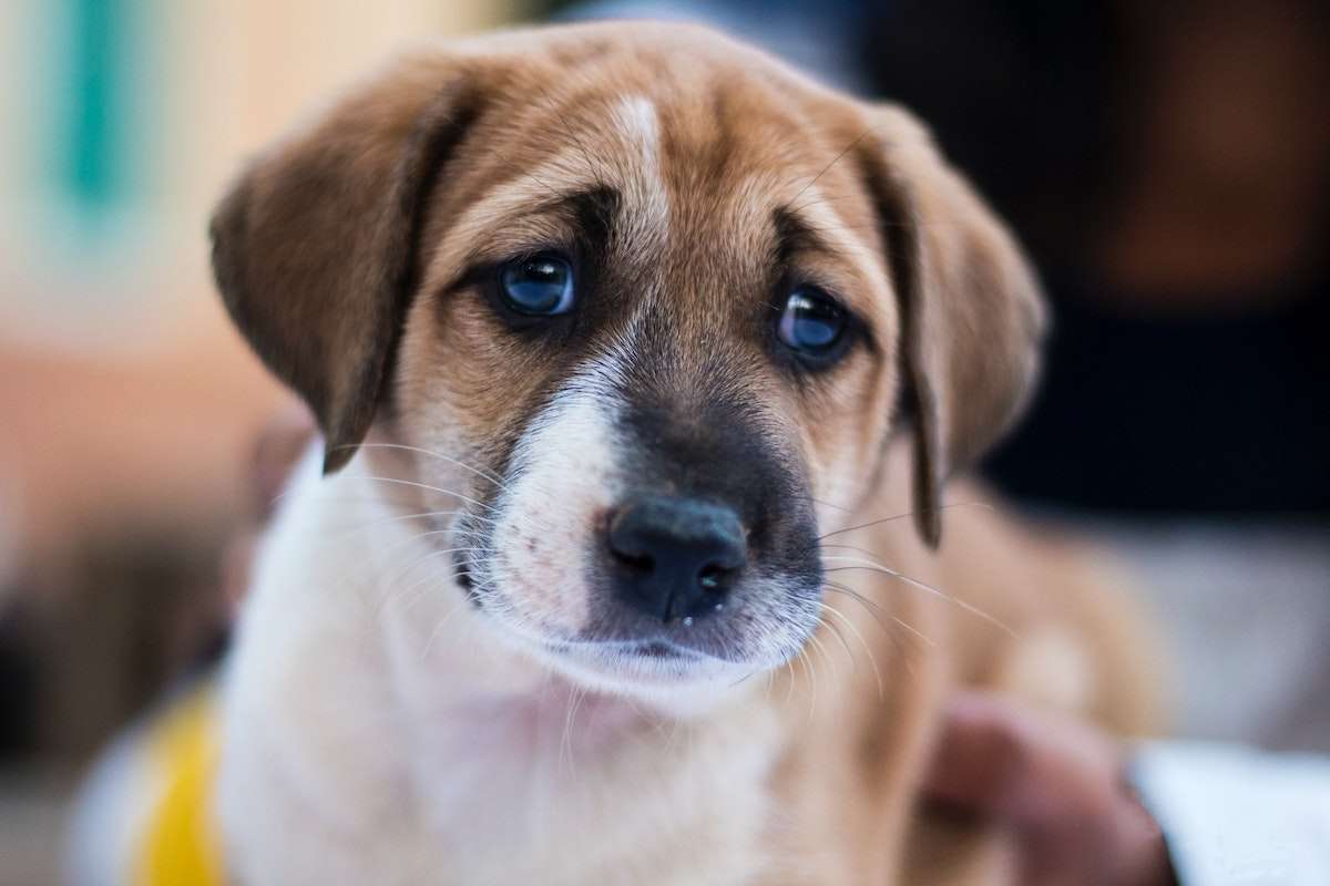 My dog ate a cotton ball! What Do I Do?