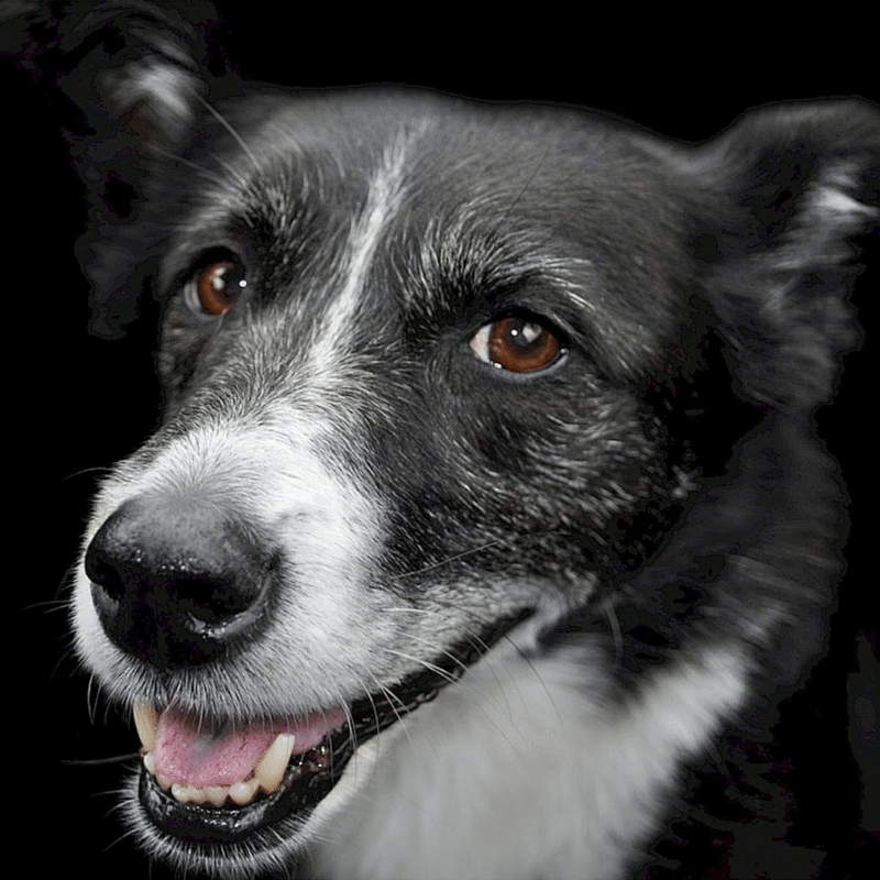 Show The Love February Pet Holidays & Awareness Days
