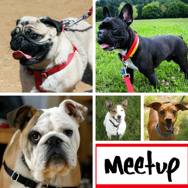 10 London Dog Meetups For You & Your Dog