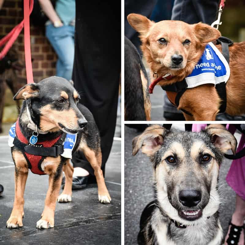 Why We Loved Getting To Know The Mayhew Animal Home