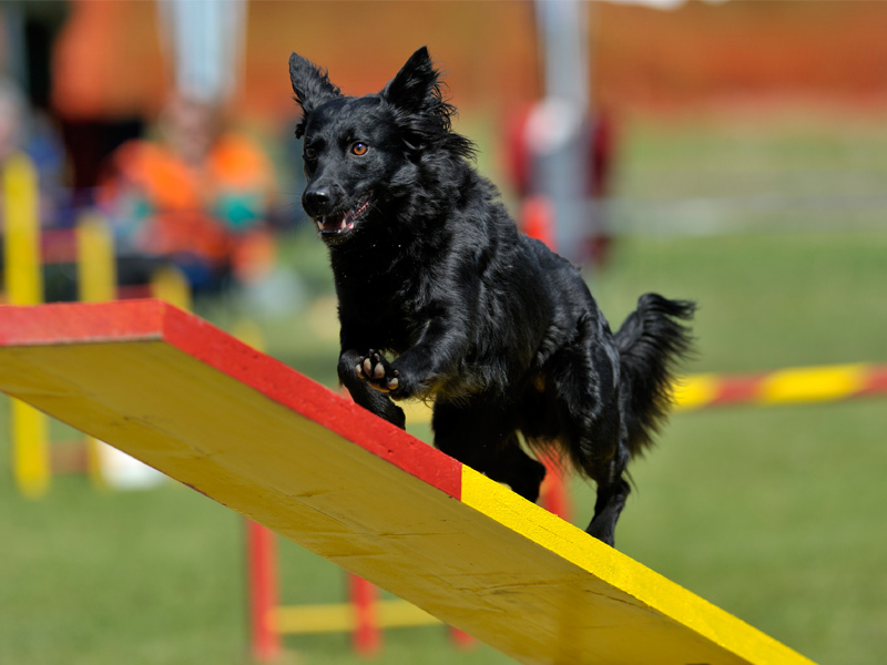 Our Portfolio Charlotte Dog Trainers Charlotte Dog Wizard