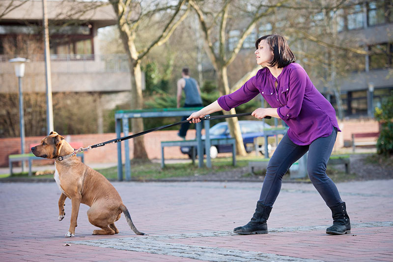 Why Does My Dog Pull on the Leash? The Dog Wizard