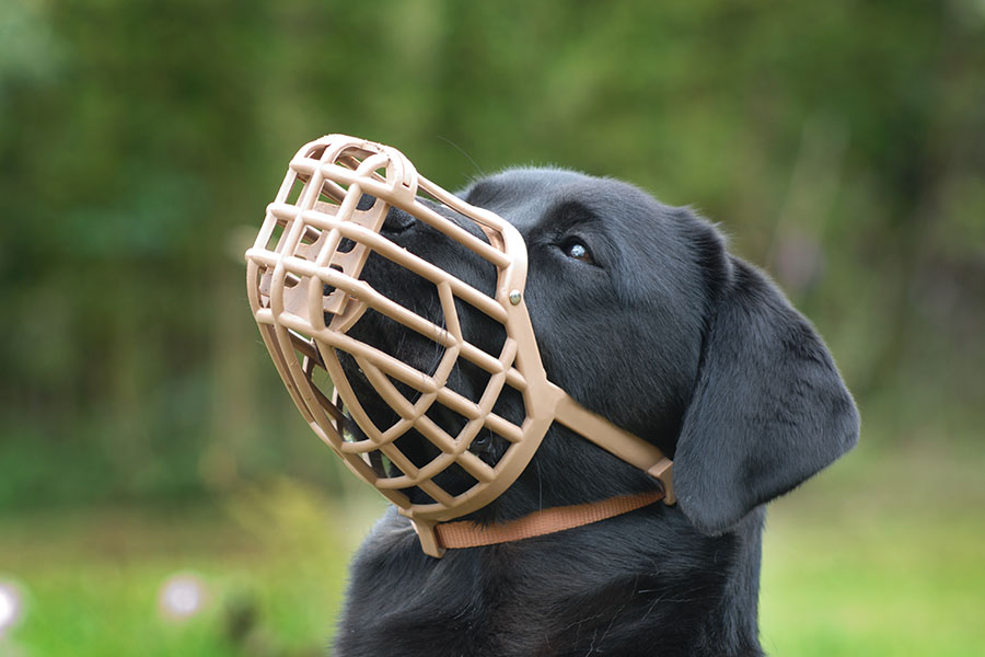 When Should You Use a Muzzle On a Dog and When Not To?