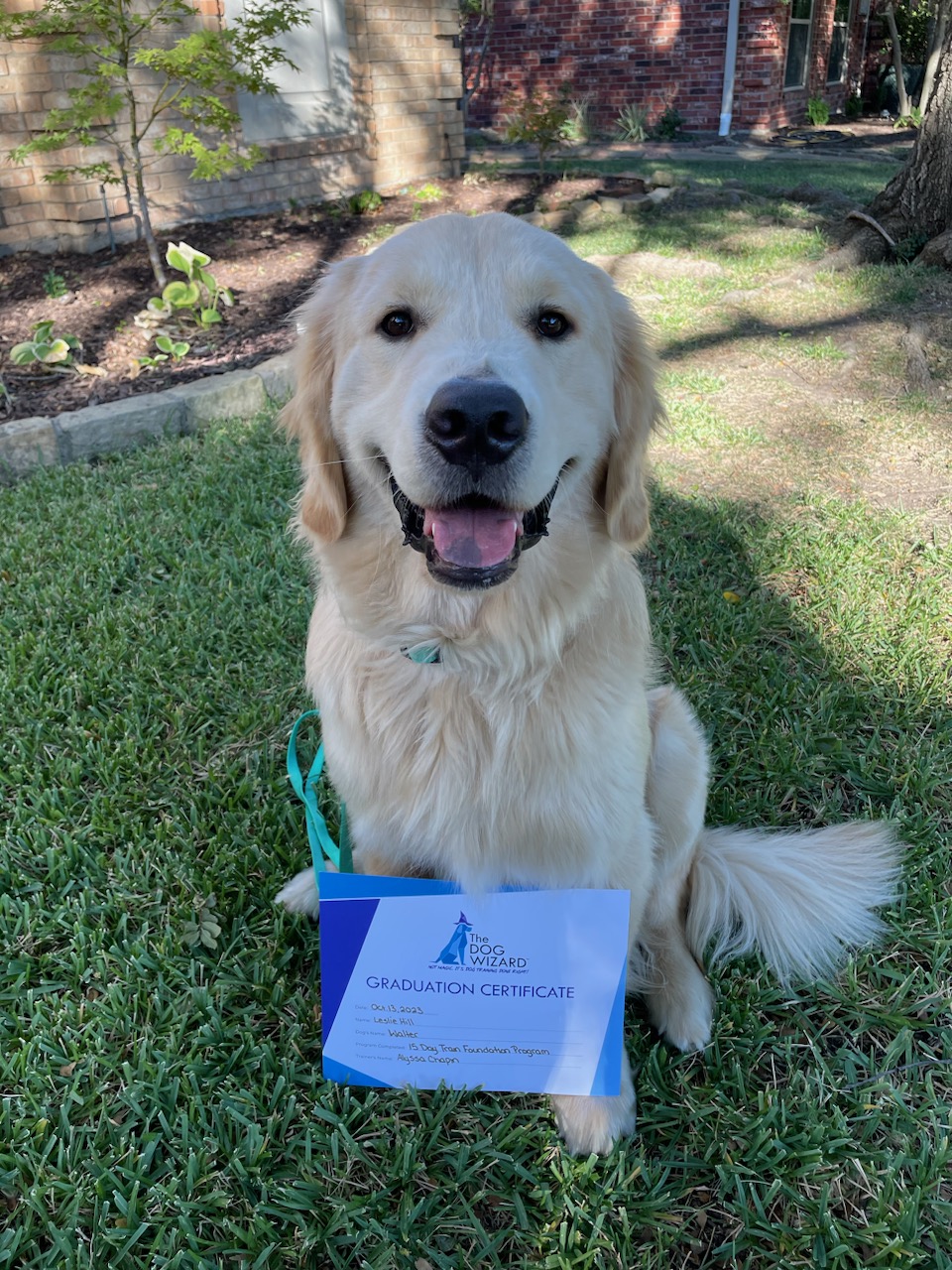 Dog Training in Plano, TX The Dog Wizard