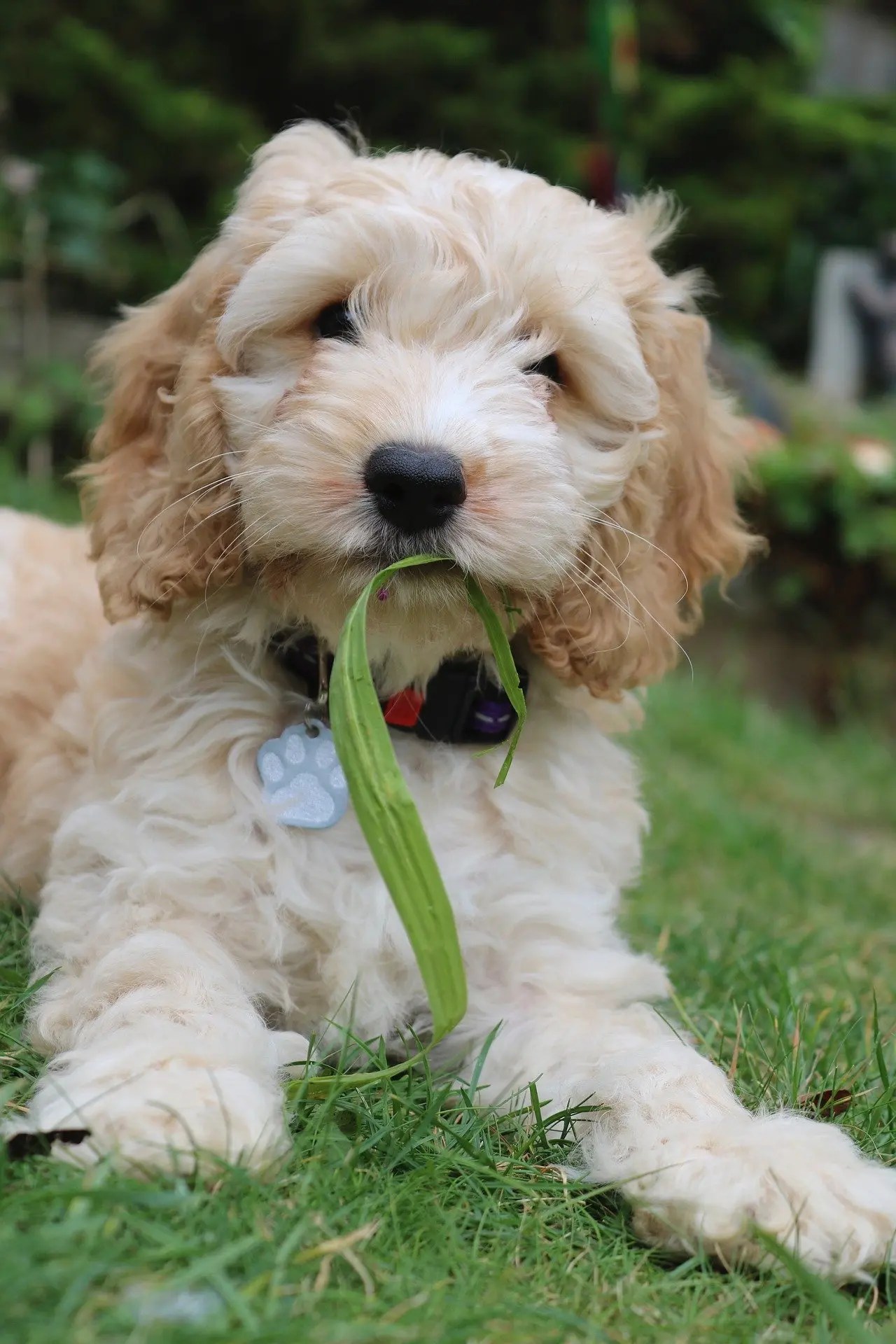 How to Stop Your Cockapoo From Chewing [Full Guide] The Doodle Guide