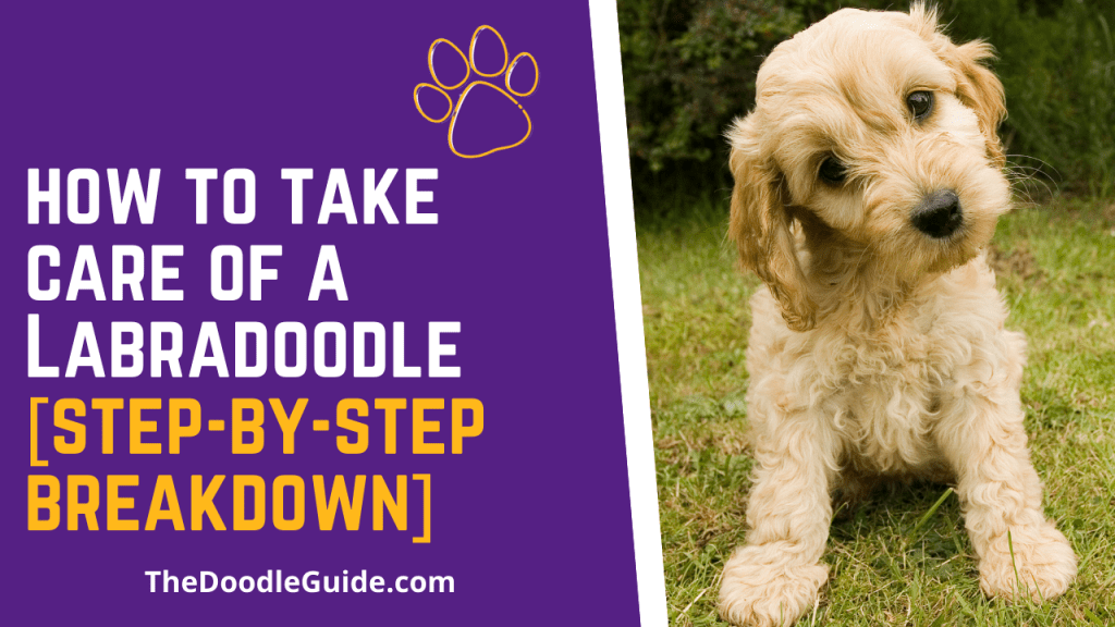 How To Take Care Of A Labradoodle [StepByStep] The Doodle Guide