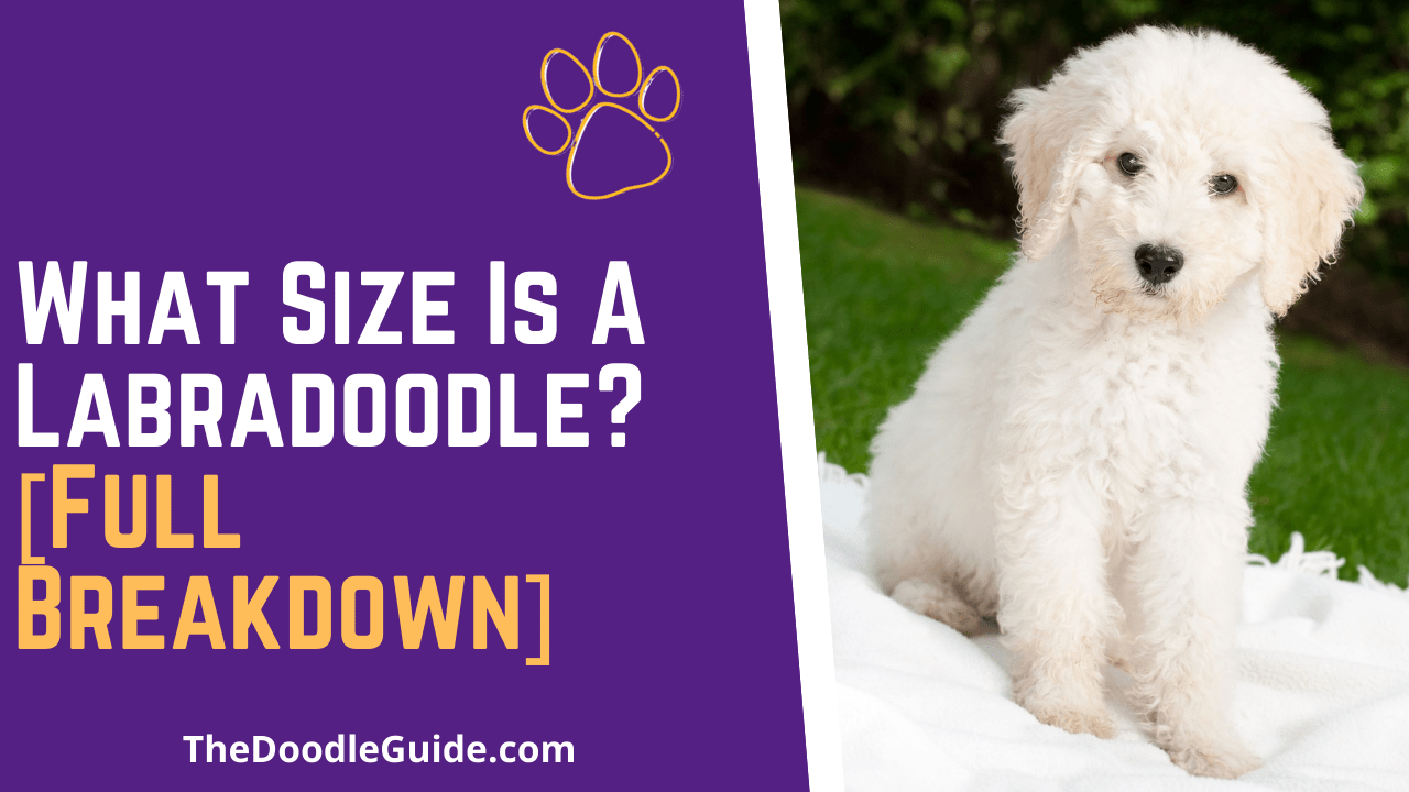 What Size Is A Labradoodle? [Full Breakdown] The Doodle Guide