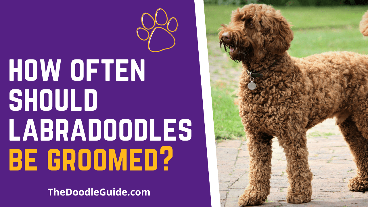 How Often Should Labradoodles Be Groomed? [Full Breakdown] The Doodle