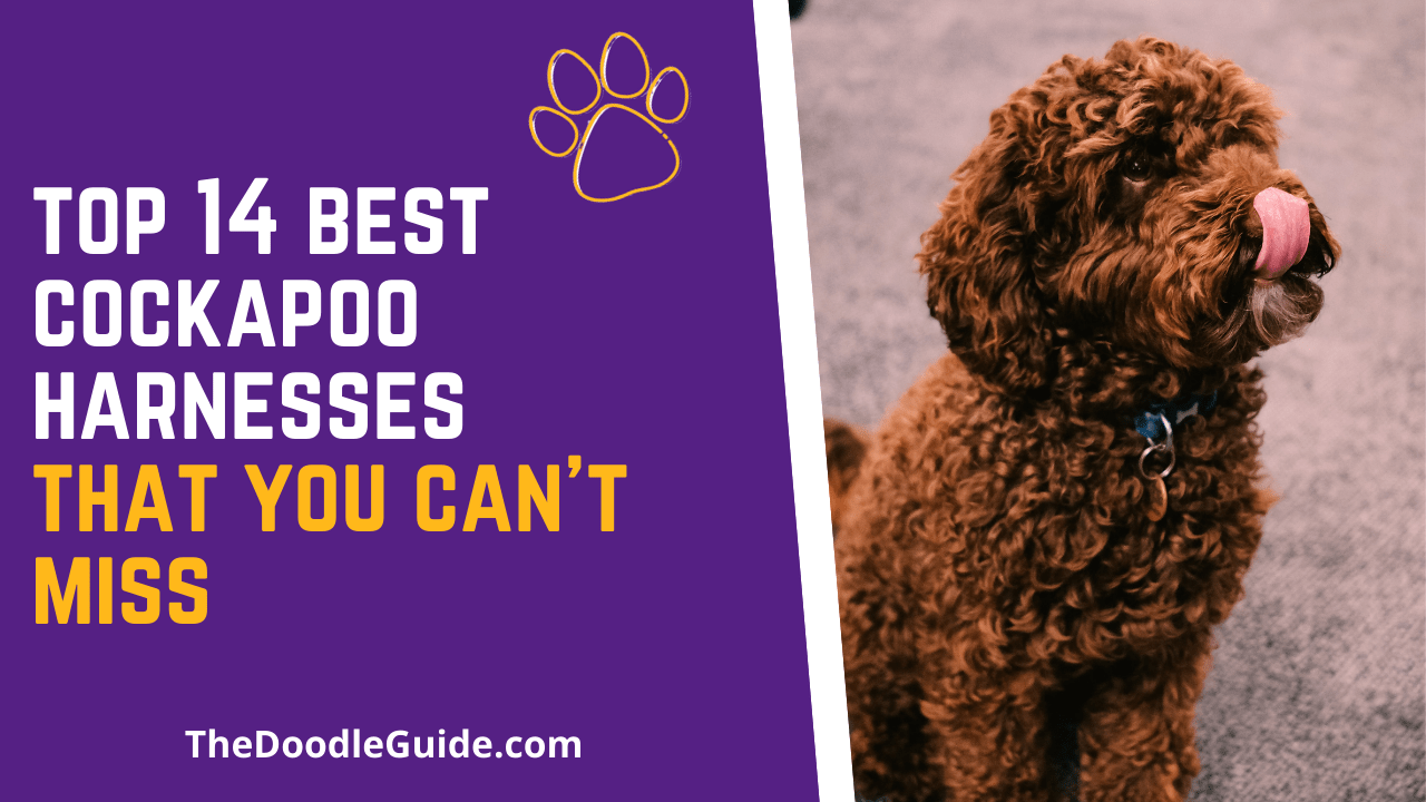 14 Best Cockapoo Harnesses That You Can't Miss The Doodle Guide
