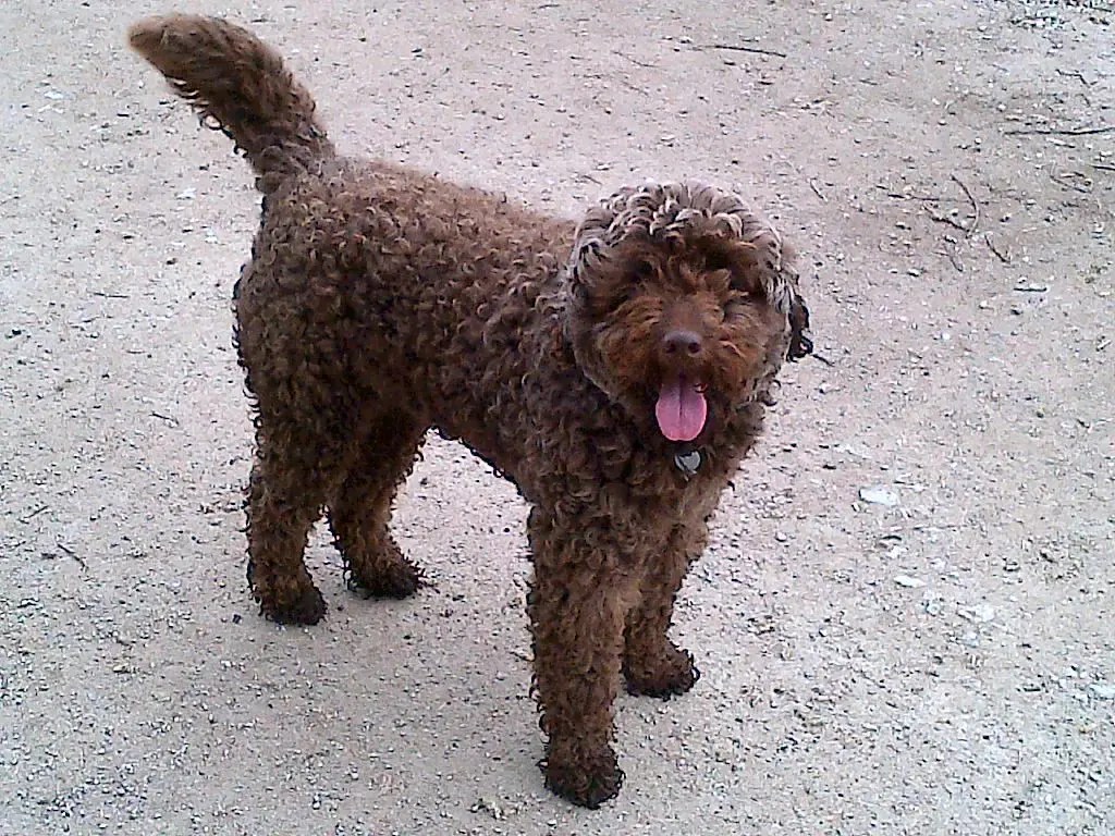 What Does A Full Grown Labradoodle Look Like? [25 Examples] The