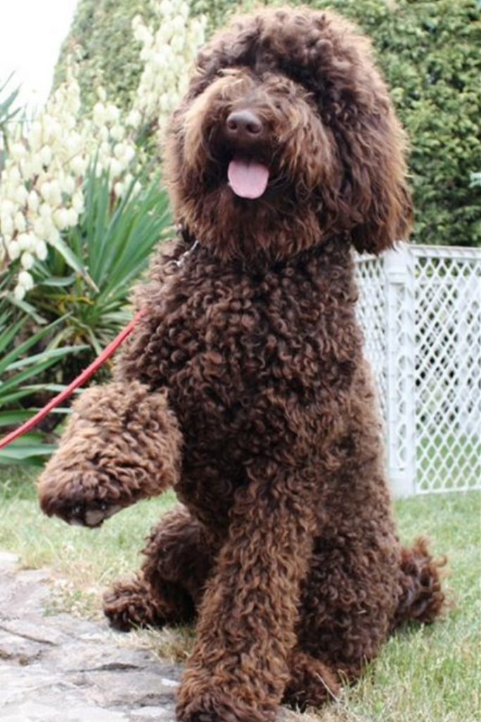 What Does A Full Grown Labradoodle Look Like? [25 Examples] The