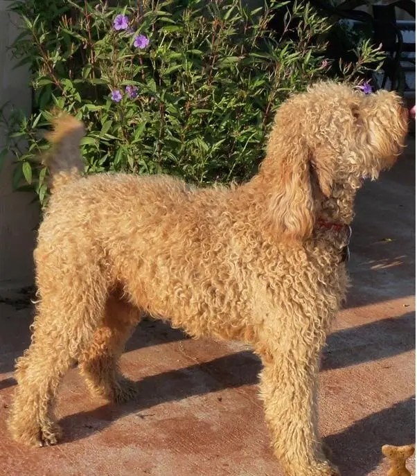 What Does A Full Grown Labradoodle Look Like? [25 Examples] The