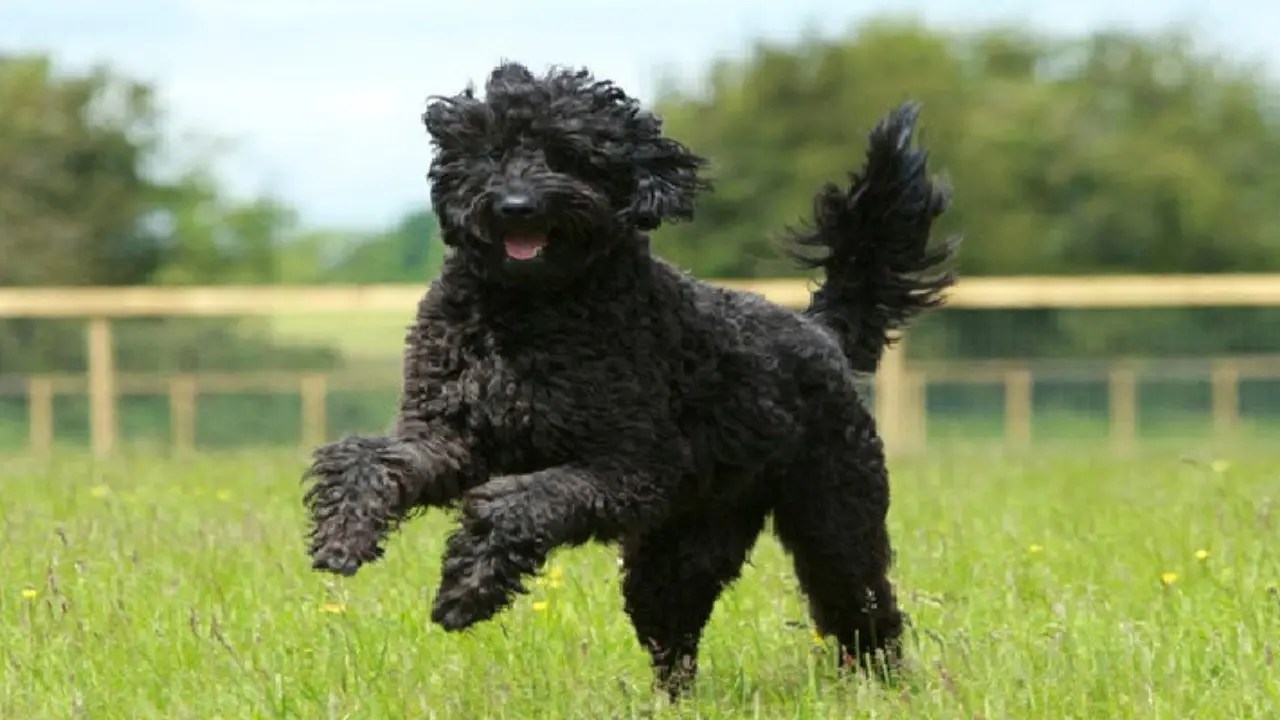What Does A Full Grown Labradoodle Look Like? [25 Examples] The